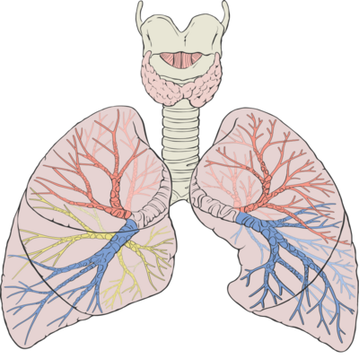 RESPIRATORY CARE